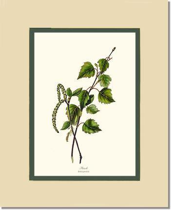 Birch Tree - Charting Nature