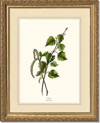 Birch Tree - Charting Nature