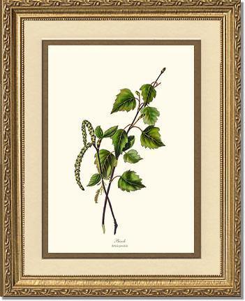 Birch Tree - Charting Nature