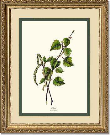 Birch Tree - Charting Nature