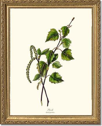 Birch Tree - Charting Nature