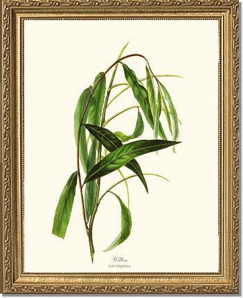 Willow Tree - Charting Nature