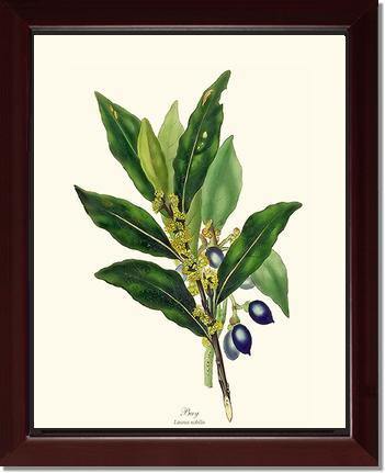 Bay Tree - Charting Nature