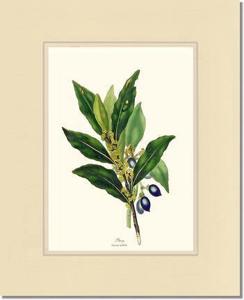 Bay Tree - Charting Nature