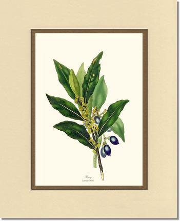 Bay Tree - Charting Nature