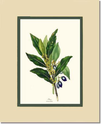 Bay Tree - Charting Nature