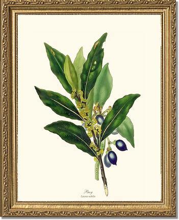 Bay Tree - Charting Nature
