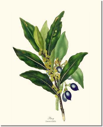 Tree Print: Bay Tree