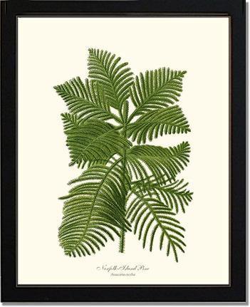 Norfolk Island Pine Tree - Charting Nature