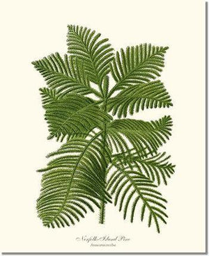 Tree Print: Norfolk Island Pine Tree
