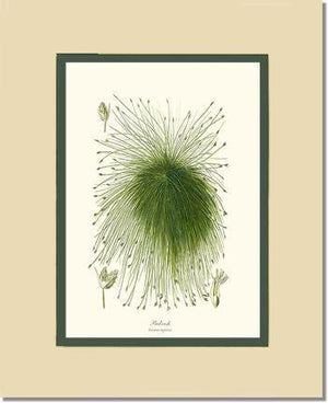 Scirpus riparius - Charting Nature