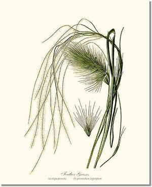 Tree Print: Feather Grasses
