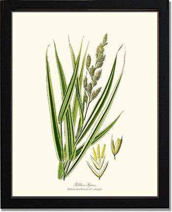 Ribbon Grass - Charting Nature