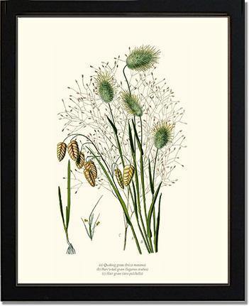 Quaking Hare Tails - Charting Nature