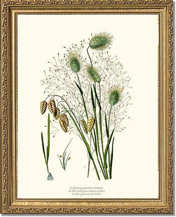 Quaking Hare Tails - Charting Nature