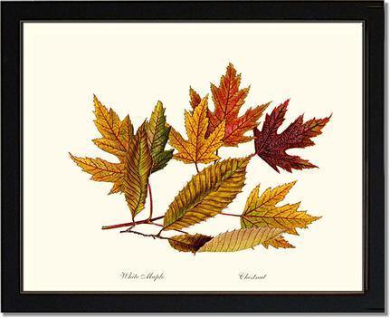 Tree Leaf: Chestnut, White Maple in Autumn - Charting Nature