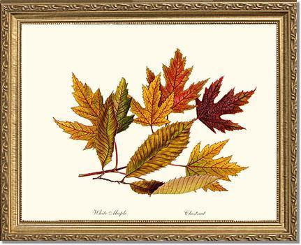 Tree Leaf: Chestnut, White Maple in Autumn - Charting Nature