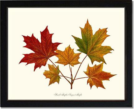 Tree Leaf: Hard Maple-Sugar Maple - Charting Nature