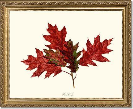 Tree Leaf: Red Oak in Autumn - Charting Nature