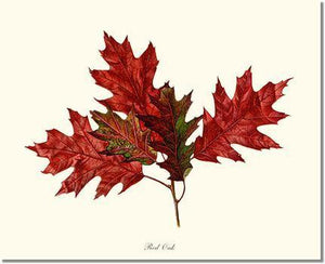 Tree Print: Tree Leaf:  Red Oak in Autumn