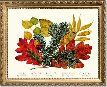 Tree Leaf: Aspen, Oak, Fir, Birch and Willow Hard Maple Red Oak - Charting Nature