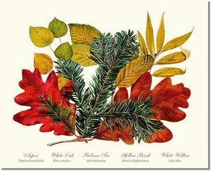 Tree Print: Tree Leaf: Aspen, Oak, Fir, Birch and Willow  Hard Maple Red Oak