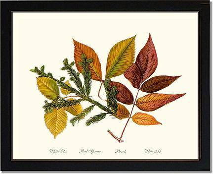 Tree Leaf: Elm-Spruce-Beech-Ash in Autumn - Charting Nature
