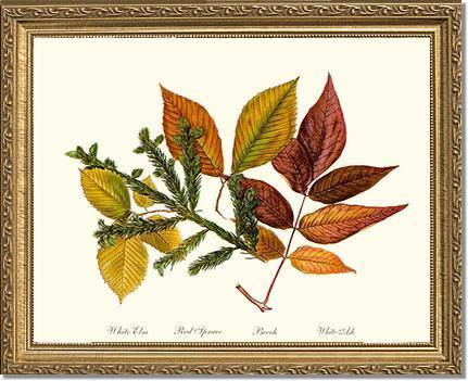 Tree Leaf: Elm-Spruce-Beech-Ash in Autumn - Charting Nature