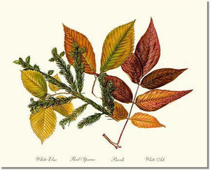 Tree Print: Tree Leaf: Elm-Spruce-Beech-Ash in Autumn