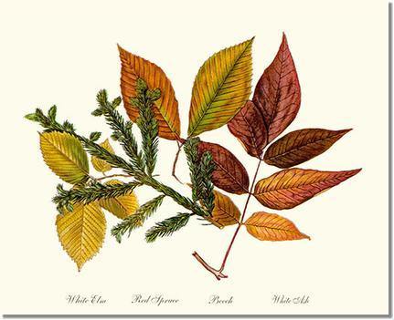 Tree Leaf: Elm-Spruce-Beech-Ash in Autumn
