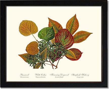 Tree Leaf: Basswood-Cedar-Dogwood-Hickory in Autumn Color - Charting Nature