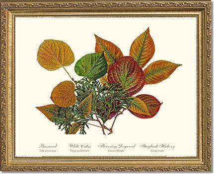 Tree Leaf: Basswood-Cedar-Dogwood-Hickory in Autumn Color - Charting Nature