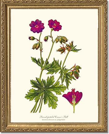 Crane's Bill | Flower/Floral Art Print