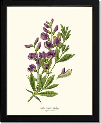 Indigo, Blue False | Flower/Floral Art Print