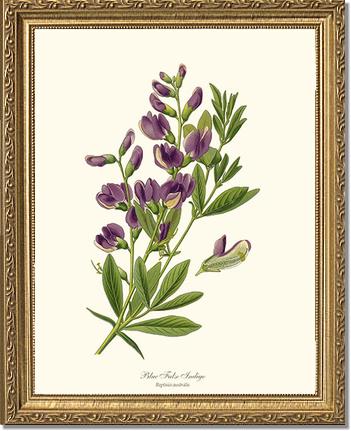 Indigo, Blue False | Flower/Floral Art Print