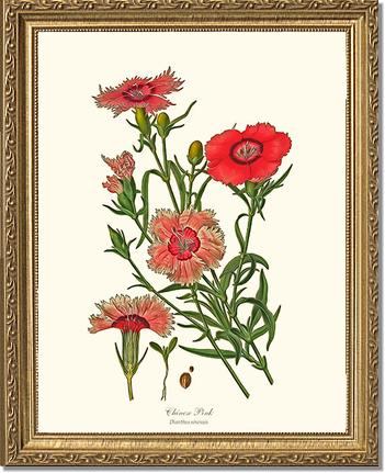 Dianthus, Chinese Pink | Flower/Floral Art Print