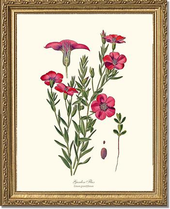 Flax, Garden | Flower/Floral Art Print
