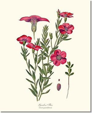 Flower Floral Print:  Flax, Garden