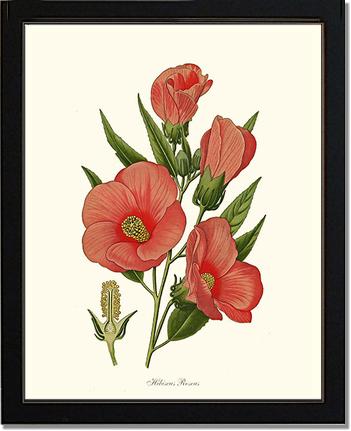 Hibiscus Roseus | Flower/Floral Art Print