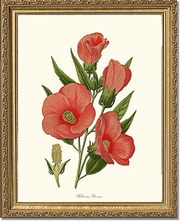 Hibiscus Roseus | Flower/Floral Art Print