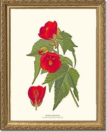 Abutilon, Hybrid - Charting Nature
