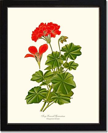 Geranium, Ivy-leaved | Flower/Floral Art Print