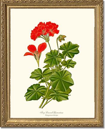Geranium, Ivy-leaved | Flower/Floral Art Print