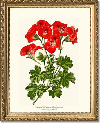 Pelargonium, Large Flowered | Flower/Floral Art Print