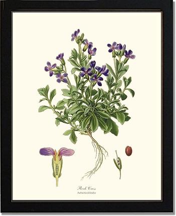 Rock Cress | Flower/Floral Art Print