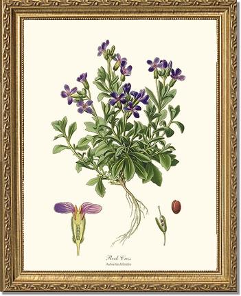 Rock Cress | Flower/Floral Art Print