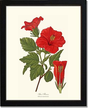 Hibiscus, Shoe Flower | Flower/Floral Art Print