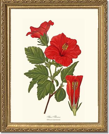 Hibiscus, Shoe Flower | Flower/Floral Art Print