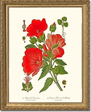 Lavatera and Malope | Flower/Floral Art Print