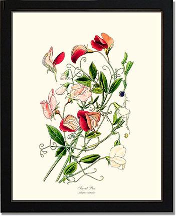 Sweet Pea | Flower/Floral Art Print